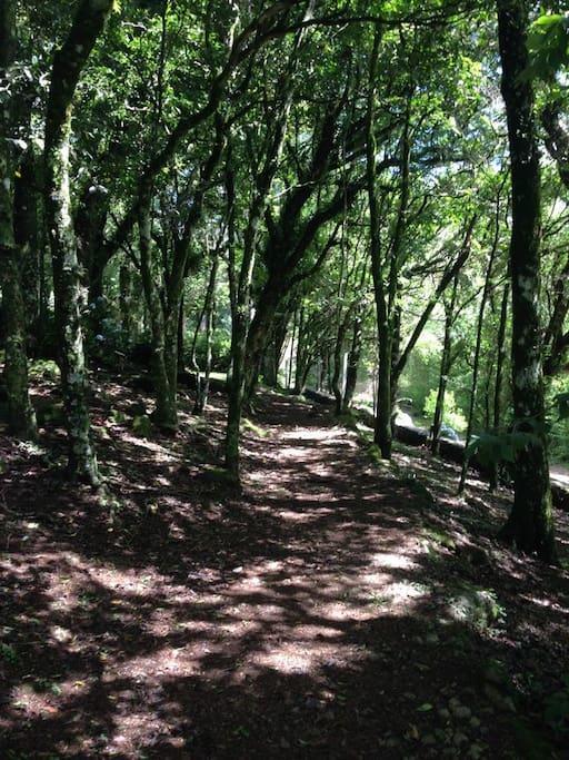 Refugio Da Natureza São Francisco de Paula Eksteriør billede